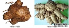 爪哇姜可以让女性焕发魅力改变生物学年龄